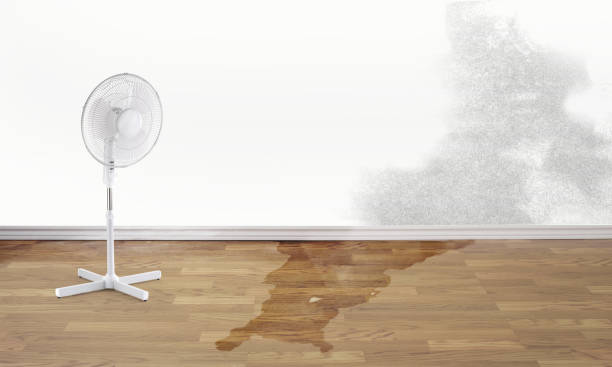 Best Professional water damage repair  in Gaston, SC